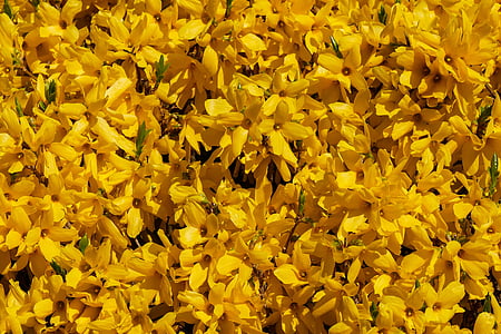 natuur, bloemen, lente, Forsythia, geel, frühlingsanfang, Bush