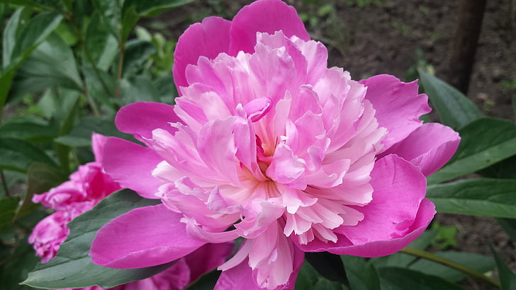 Peony, Pink peony, blomster, forår, sommer, haven, natur