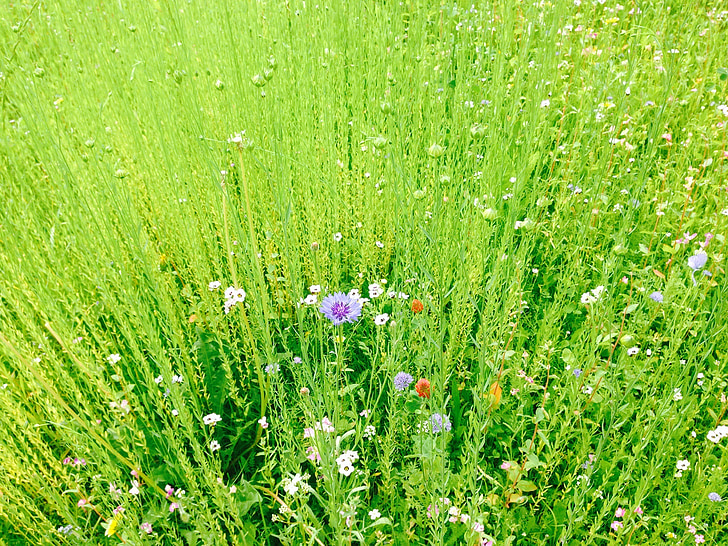 field, meadow, green, landscape, nature