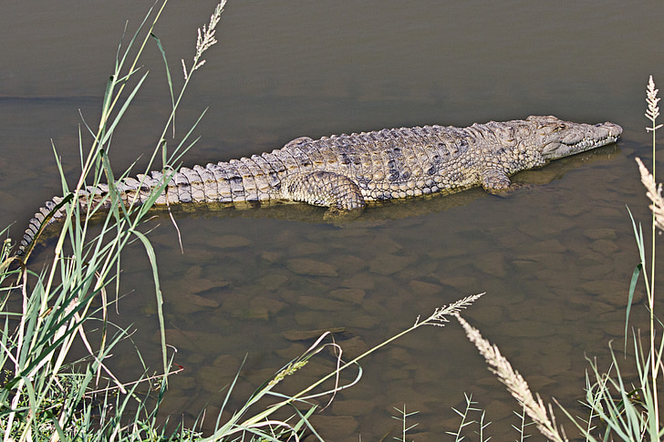 crocodile, reptile, amphibian, wildlife