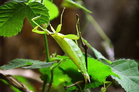 Praying mantis, animal, folha, camuflagem, verde
