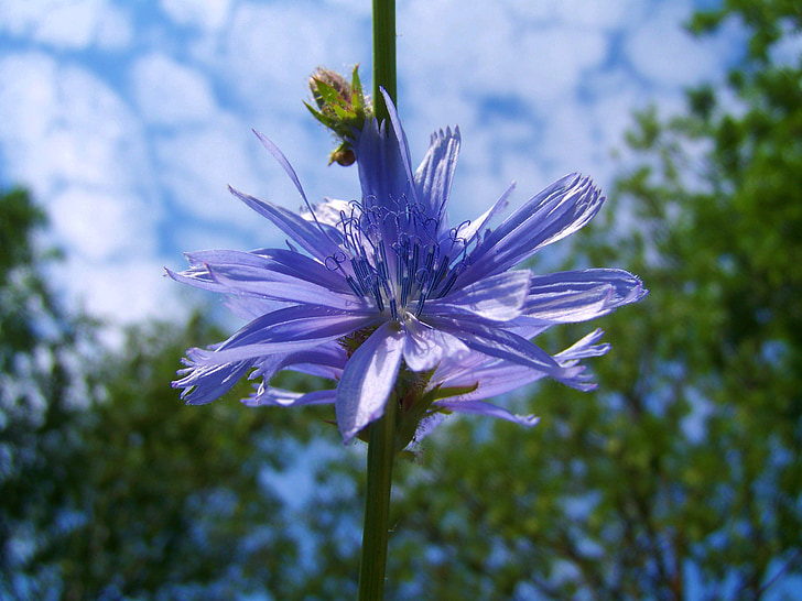 łodygi cykorii intybus, światło niebieskie wildflower, Meadow kwiat