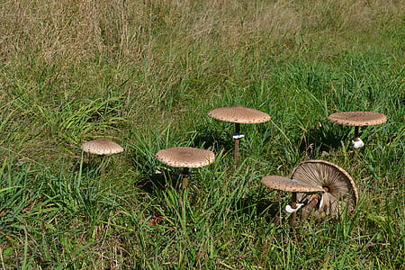 houby, léto, Příroda, houby, houby, podzim, Les
