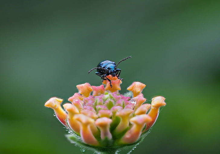 Beetle 2, Hanoi, Wietnam