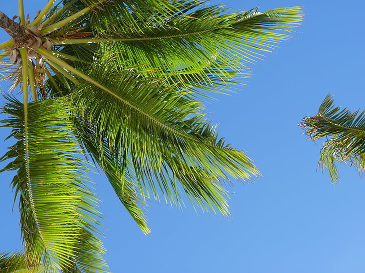 Caraibien, kokos træer, Palm, natur, træ, palmetræ, sommer