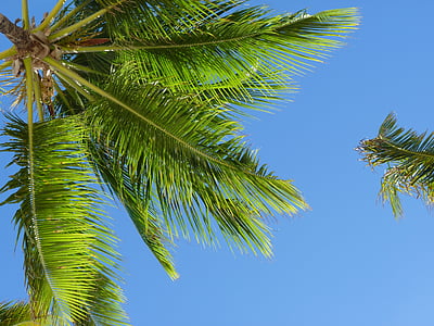 Karibai, kokoso palmių, Palm, Gamta, medis, palmė, vasaros