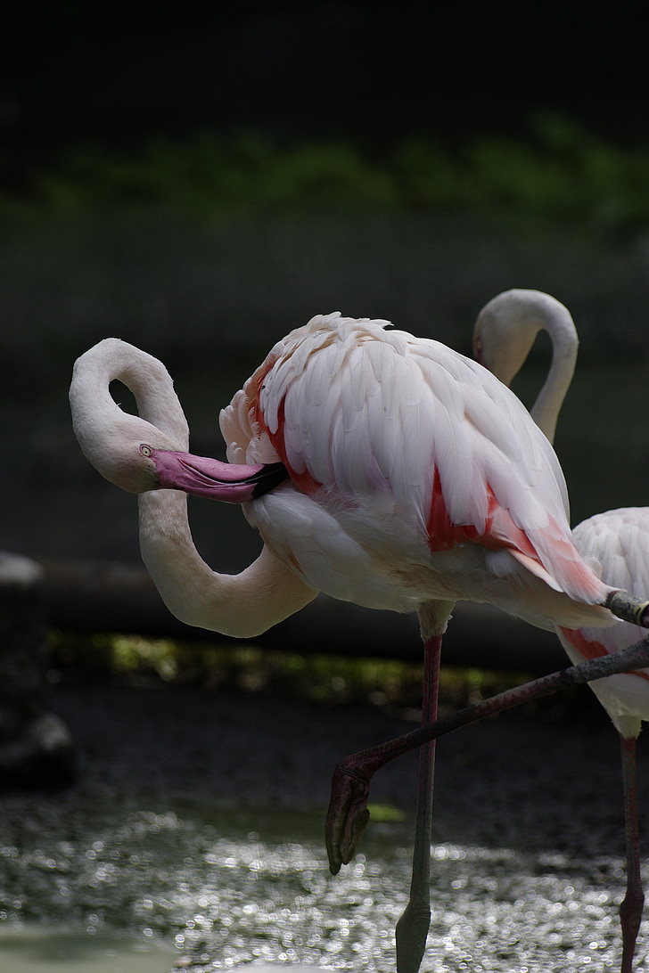 ptak, Flamingo, ogród zoologiczny, zoo w mieście Tallin