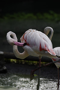 paukštis, flamingas, zoologijos sodas, Talino zoologijos sodas