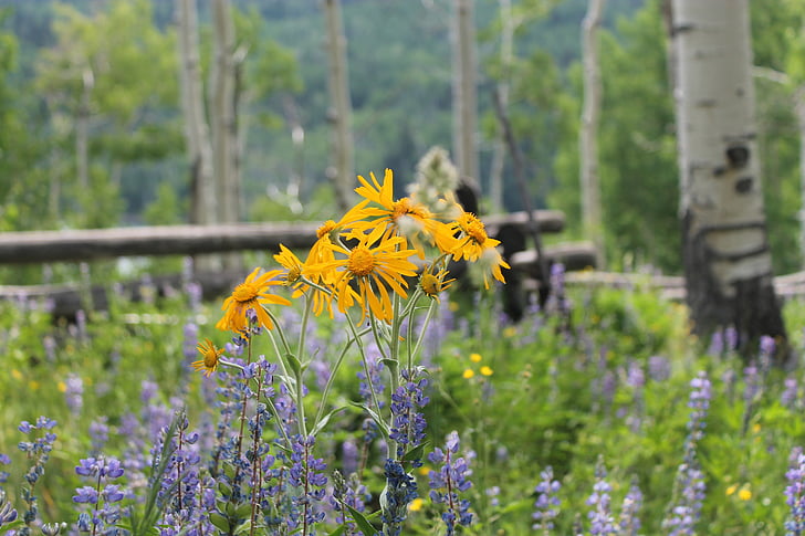 Golden aster villosa blommor, Geyer larkspur, smala blad klockan fyra, Colorado, vilda blommor, äng, sommar