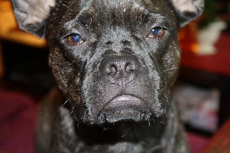 Bulldog, francia bulldog, fekete, pofa, kutya, zár, állati portré