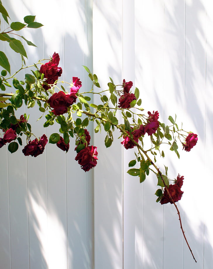 rouge, roses, Bush, blanc, clôture, en plein air, plante