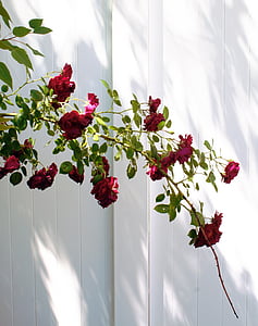 Crveni, ruža, grm, bijeli, ograda, vanjski, biljka