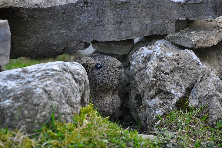 guinea pig, rodent, hiding place, rock, nature, lemonagouti