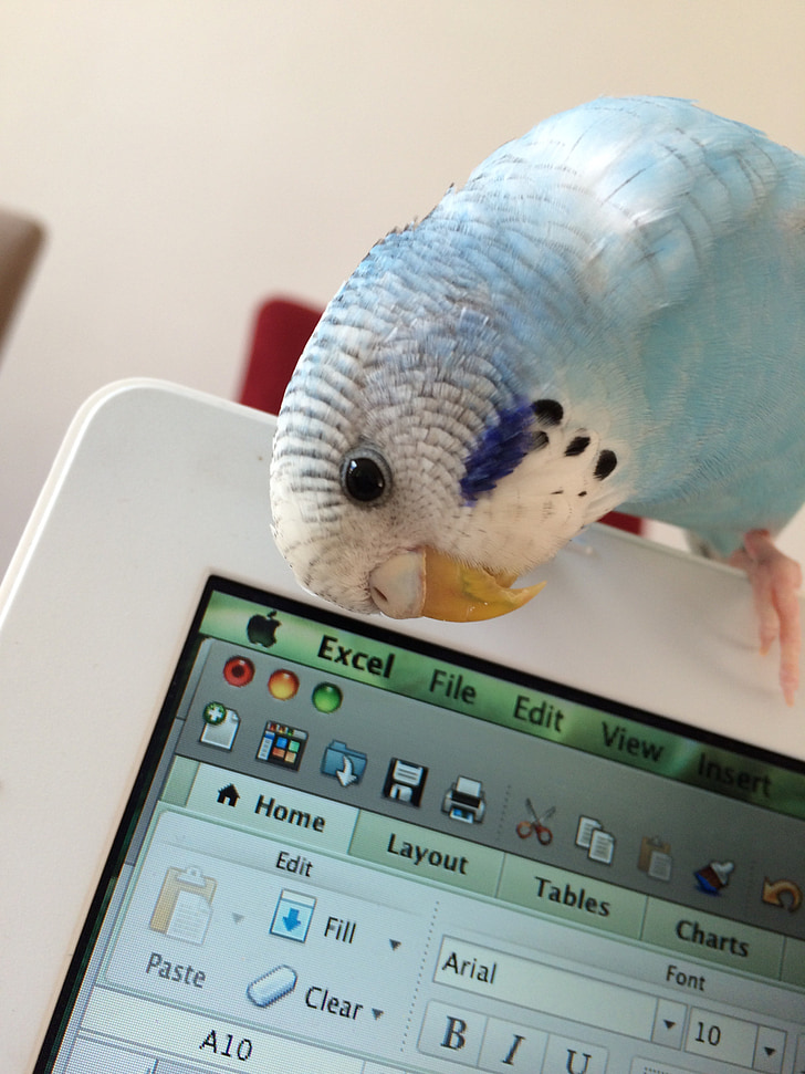 Papagei, Vogel, Sittich, junge Wellensittich, Vogel auf mac, Computer