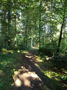 metsän polkua, Metsä, puut, vihreä, puu, Luonto