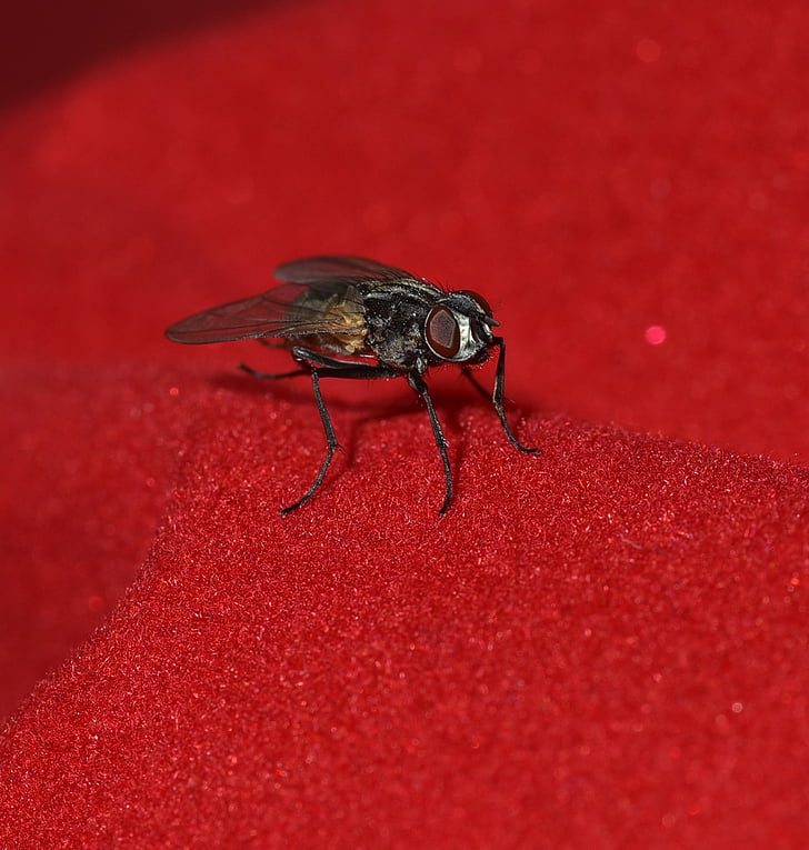 fly, small, black, wing, insect, close, animal