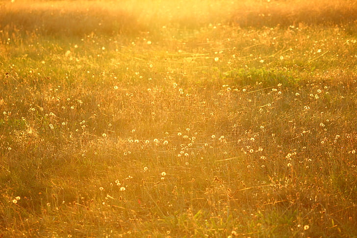 meadow, sun, spider webs, summer, evening light, dandelion, pasture