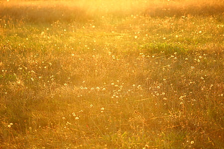 padang rumput, matahari, jaring laba-laba, musim panas, cahaya malam, Dandelion, padang rumput