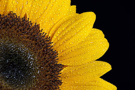 Sun flower, Hoa, ẩm ướt, nước, nhỏ giọt, màu đen, ấm áp
