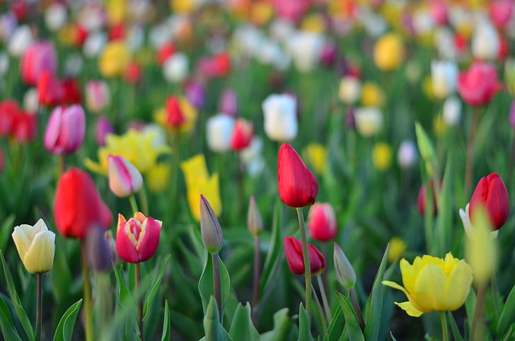 Tulip, merah, Taman, berwarna-warni, Turki, musim semi, tanaman