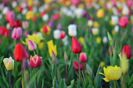 tulipanes, rojo, Parque, color vivo, Turquía, primavera, planta