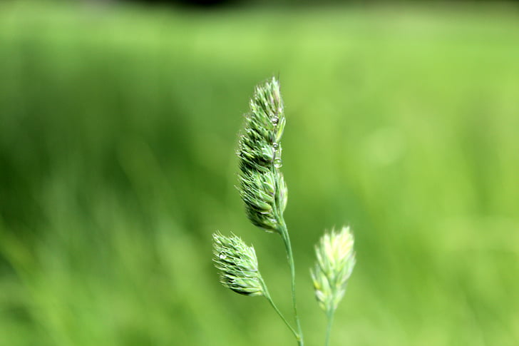 трева, растителна, семето глави, роялти изображения, природата, лято, едър план