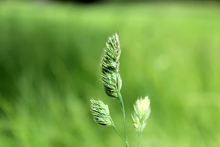 rumput, tanaman, Benih kepala, royalti gambar, alam, musim panas, Close-up