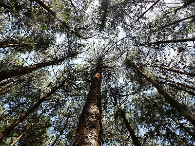 trees, pine, sky, canopy, travel, outdoor, plant