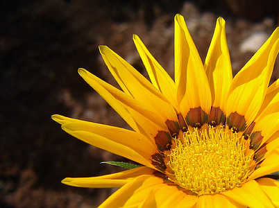 yellow flower, flower, yellow, pollen, leaves, sunflower, nature