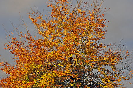 Осень, бук в лучах солнца, Бук-дерево, Природа, дерево, желтый, лист