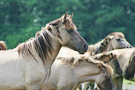 zvieratá, kone, divé kone, Brumby kone, voľne žijúcich živočíchov
