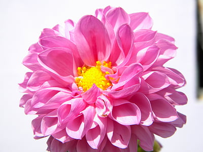 bunga, Rosa, cerah, alam, rincian, warna pink, kelopak