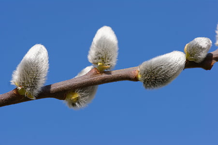 pussy willow, hairy, fluffy, close, branch, nature, bush
