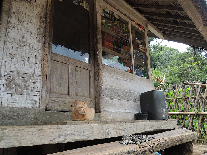 Indonésia, gato, zona rural, pacífica, varanda
