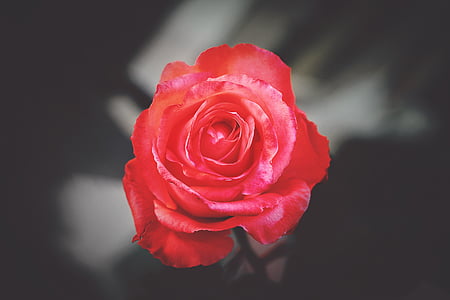 ρηχά, εστίαση, φωτογραφία, κόκκινο, τριαντάφυλλο, τριαντάφυλλο - λουλούδι, λουλούδι