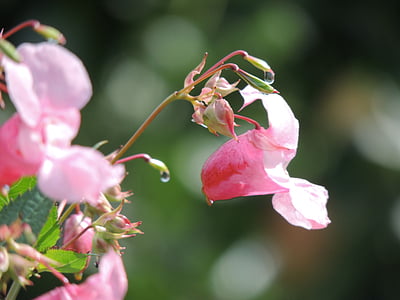 含腺体 jewelweed, 苦瓜, 开花, 绽放, 粉色, 宏观, 春天