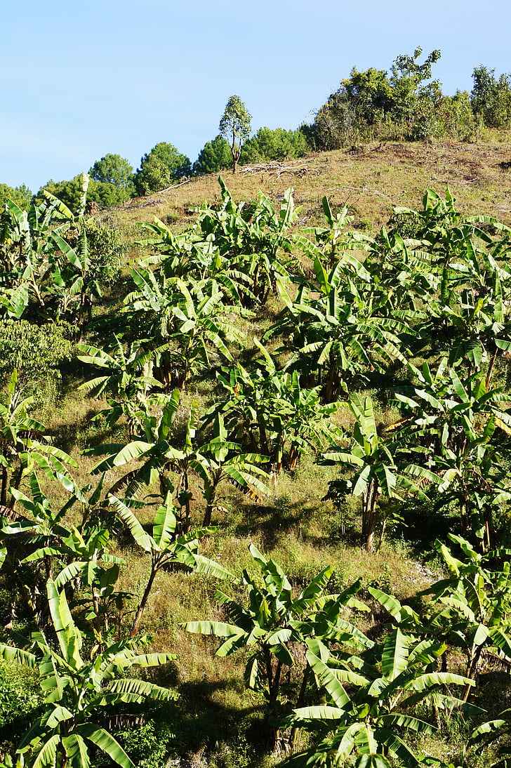 φυτό του τσαγιού, περιοχή καλλιέργειας τσάι, ΤΕΕ, πράσινο, βουνό, ο Μπους, φυτό