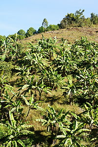 茶叶厂, 茶树种植区, 三通, 绿色, 山, 布什, 植物