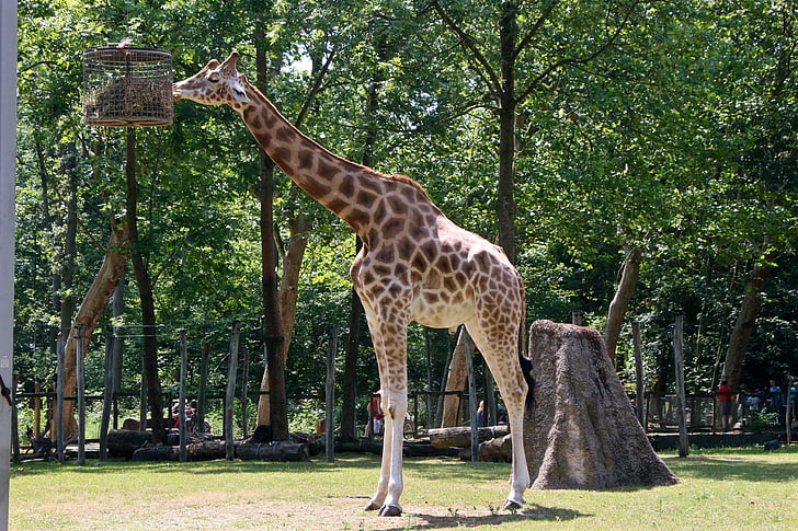 planckendael, žirafa, živalski vrt