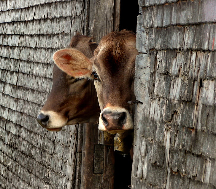 αγελάδες, ALM, νεαρό ζώο, περίεργος