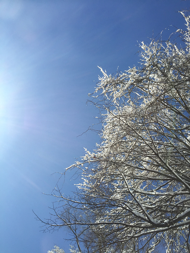 arbre, cobert de neu, cel, natura, l'hivern, fred, a l'exterior