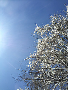 treet, snø, himmelen, natur, Vinter, kalde, utendørs