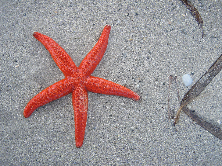 starfish, beach, sand, sea, marine life, red, contrast