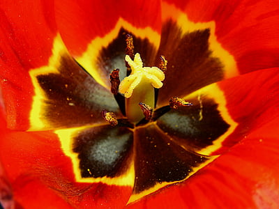 fiore, Blossom, Bloom, natura, primavera, Lenz, tulipano