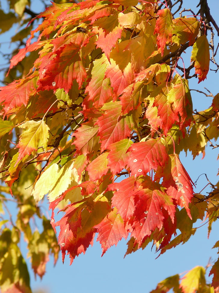 érable, Acer platanoides, érable à feuilles aiguille, arbre à feuilles caduques, automne doré, octobre doré, automne