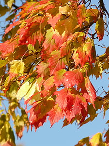 Arce, platanoides de Acer, Arce de hoja de aguja, árbol de hoja caduca, otoño dorado, octubre de oro, otoño