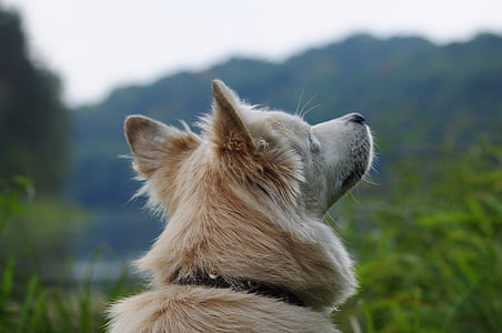 hund, Laika, Siberian, vit, naturen, utanför, Husdjur