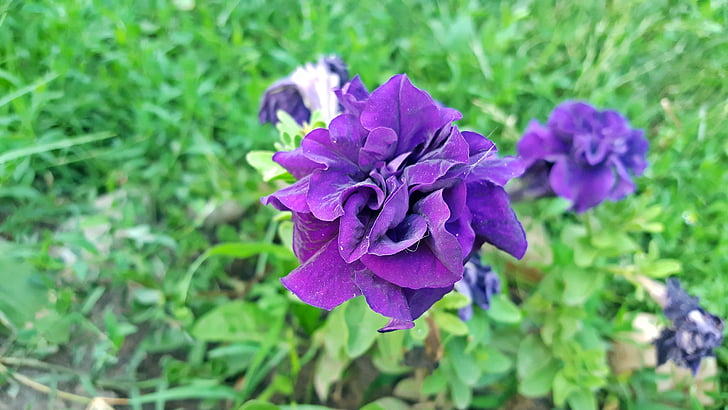 Petunia curgătoare, flori Petunia, petunii violet, Petunia hybrida, dubla petunie, imagini de petunii, imagine de petunia