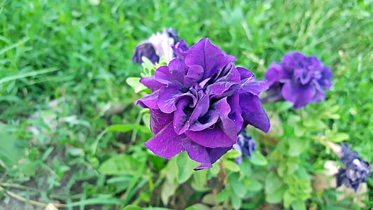 Petunia, kvet petúnie, fialové petunias, Petunia hybrida, Dvojlôžková petunia, obrázky z petunias, obraz petunia