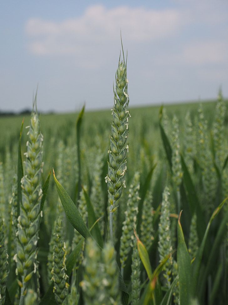 lĩnh vực lúa mì, lúa mì, lúa mì cành, cornfield, tăng đột biến, ngũ cốc, mùa hè